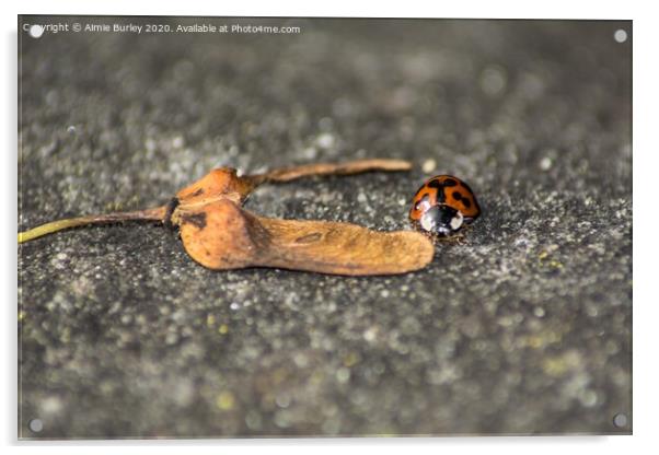 Ladybird on a sycamore seed   Acrylic by Aimie Burley