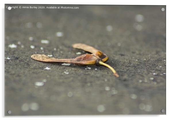 Sycamore seed  Acrylic by Aimie Burley