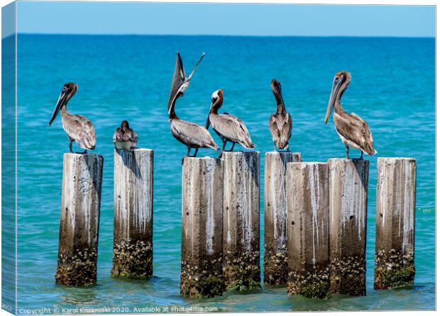 Brown Pelicans in Treasure Beach, Jamaica Canvas Print by Karol Kozlowski