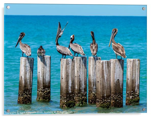 Brown Pelicans in Treasure Beach, Jamaica Acrylic by Karol Kozlowski