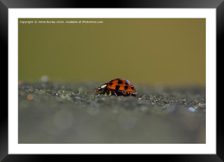 Ladybird  close up Framed Mounted Print by Aimie Burley