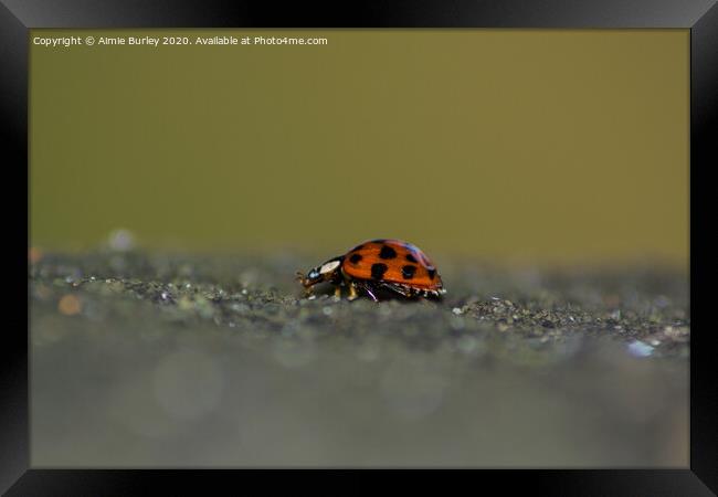 Ladybird  close up Framed Print by Aimie Burley