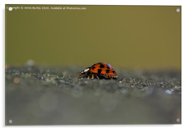 Ladybird  close up Acrylic by Aimie Burley