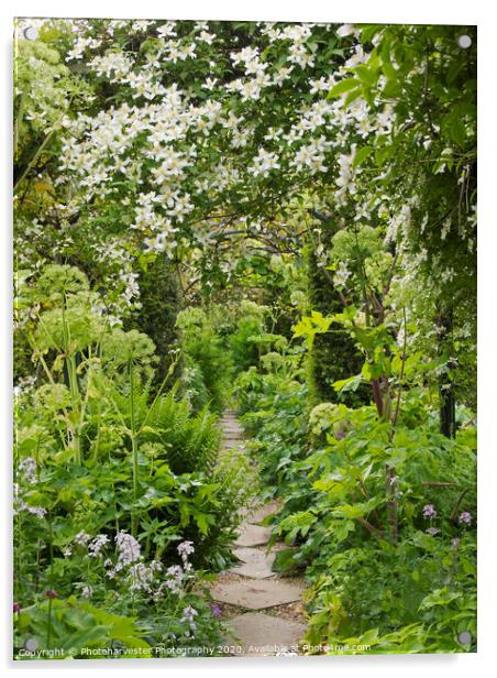 Beautiful Clematis at Chenies Manor Garden Acrylic by Elizabeth Debenham