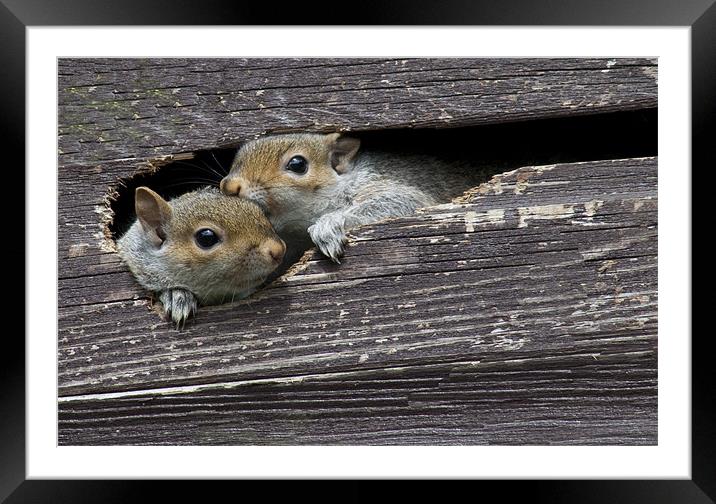 2 Squirrels in my shed Framed Mounted Print by Dave Holt