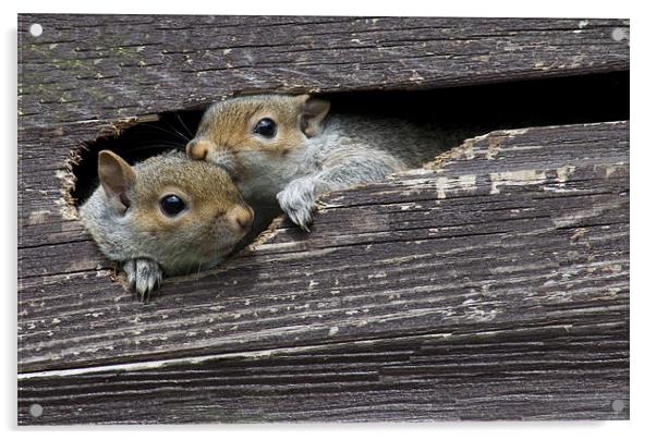 2 Squirrels in my shed Acrylic by Dave Holt