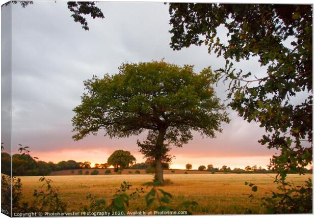 A lone Oak tree in a field at sundown Canvas Print by Elizabeth Debenham