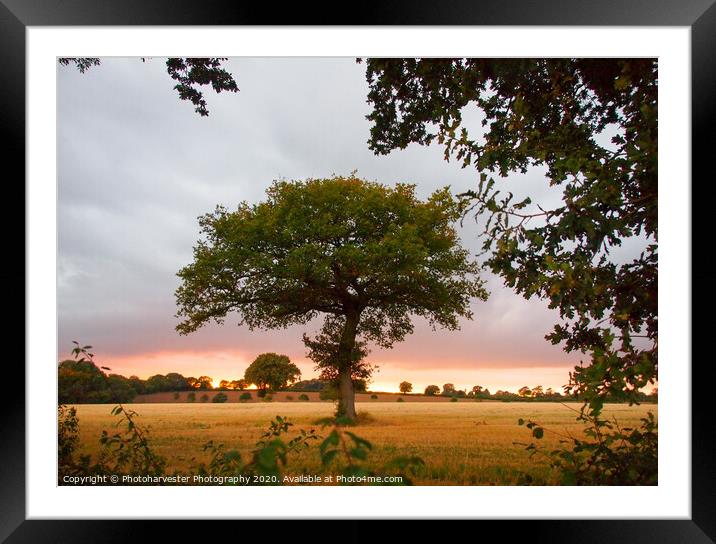A lone Oak tree in a field at sundown Framed Mounted Print by Elizabeth Debenham