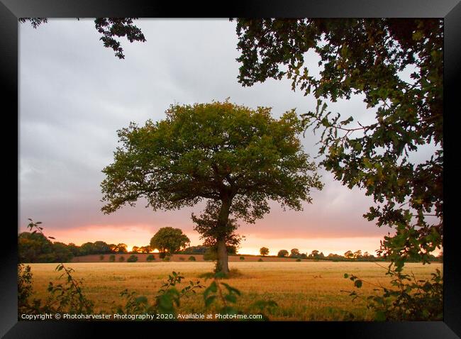 A lone Oak tree in a field at sundown Framed Print by Elizabeth Debenham