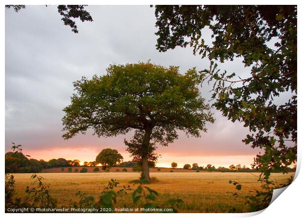 A lone Oak tree in a field at sundown Print by Elizabeth Debenham