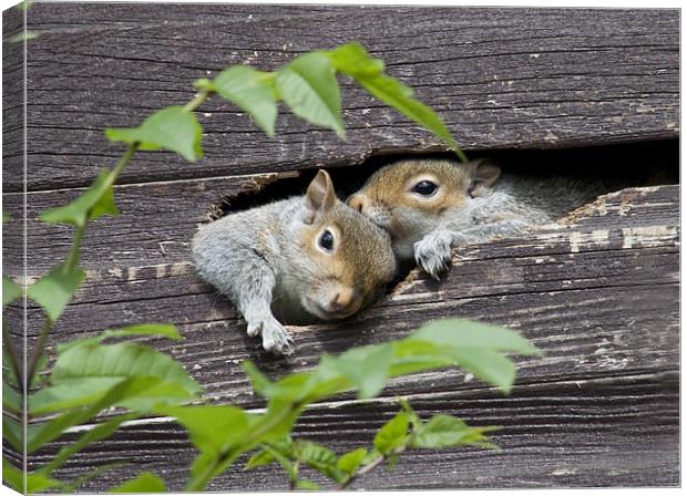 Squirrels in the shed Canvas Print by Dave Holt