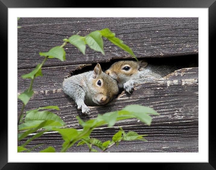 Squirrels in the shed Framed Mounted Print by Dave Holt