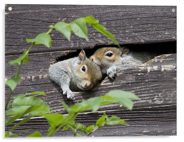 Squirrels in the shed Acrylic by Dave Holt