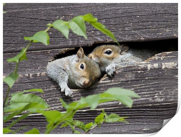 Squirrels in the shed Print by Dave Holt