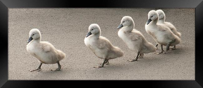 Cygnets at Saltwell Park Framed Print by Richie Miles