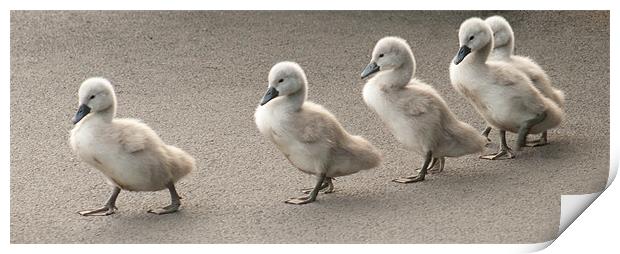 Cygnets at Saltwell Park Print by Richie Miles