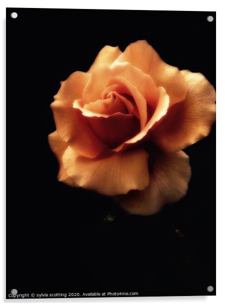 Yellow rose  Acrylic by sylvia scotting