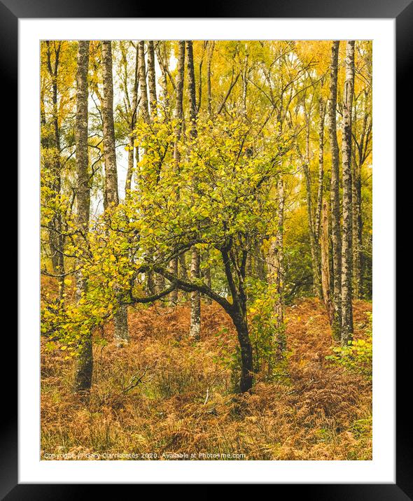 Tilting Tree Framed Mounted Print by Gary Clarricoates