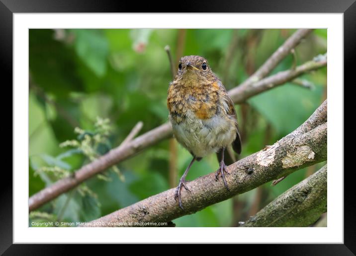 Young Robin on a tree branch Framed Mounted Print by Simon Marlow