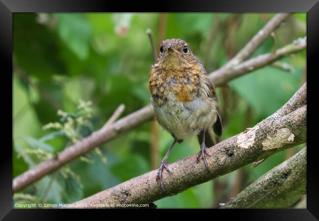 Young Robin on a tree branch Framed Print by Simon Marlow