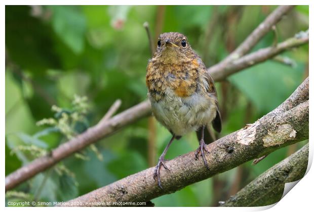 Young Robin on a tree branch Print by Simon Marlow