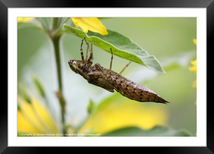 The amazing larvae of an Emperor Dragonfly Framed Mounted Print by Simon Marlow