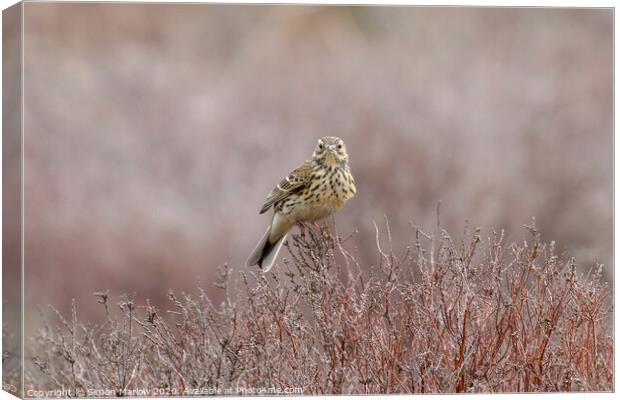 Serenading Meadow Pipit Canvas Print by Simon Marlow