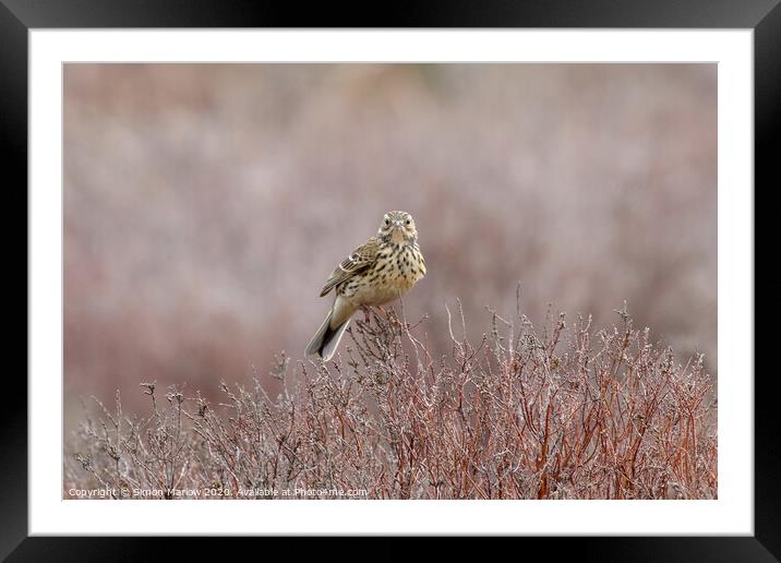Serenading Meadow Pipit Framed Mounted Print by Simon Marlow