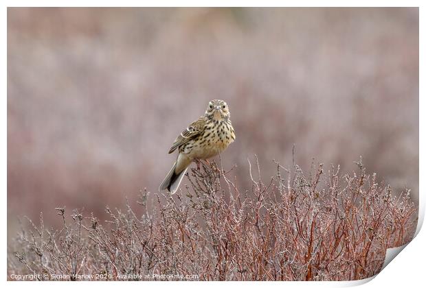 Serenading Meadow Pipit Print by Simon Marlow