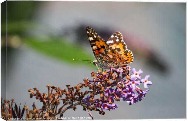 Painted Lady Butterfly Canvas Print by Simon Marlow