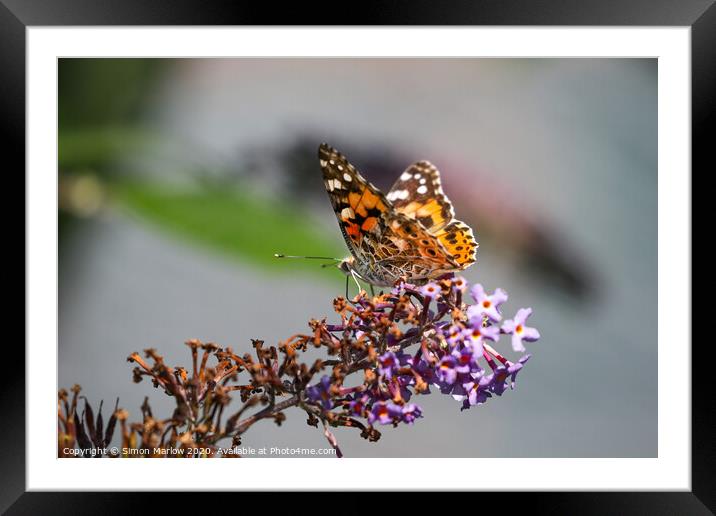 Painted Lady Butterfly Framed Mounted Print by Simon Marlow