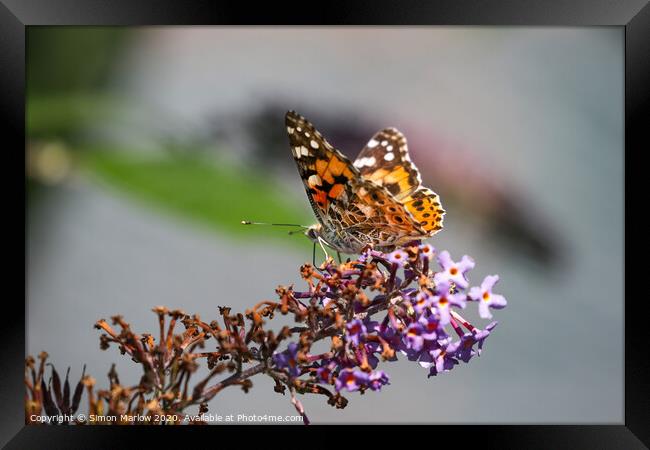 Painted Lady Butterfly Framed Print by Simon Marlow
