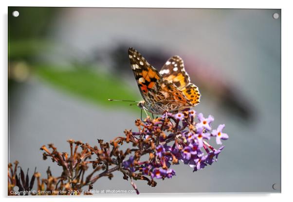 Painted Lady Butterfly Acrylic by Simon Marlow
