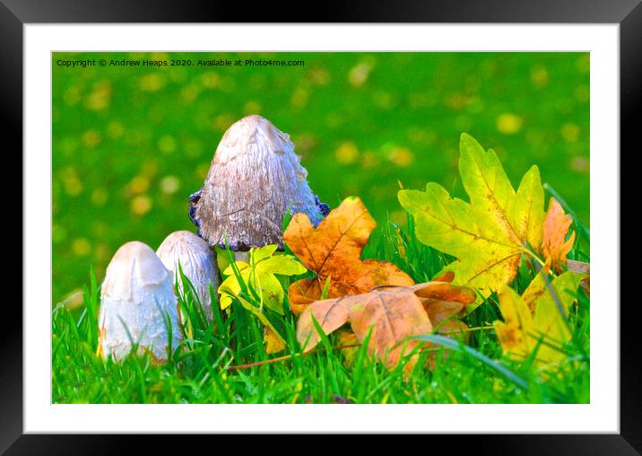 Natures Artistry Framed Mounted Print by Andrew Heaps