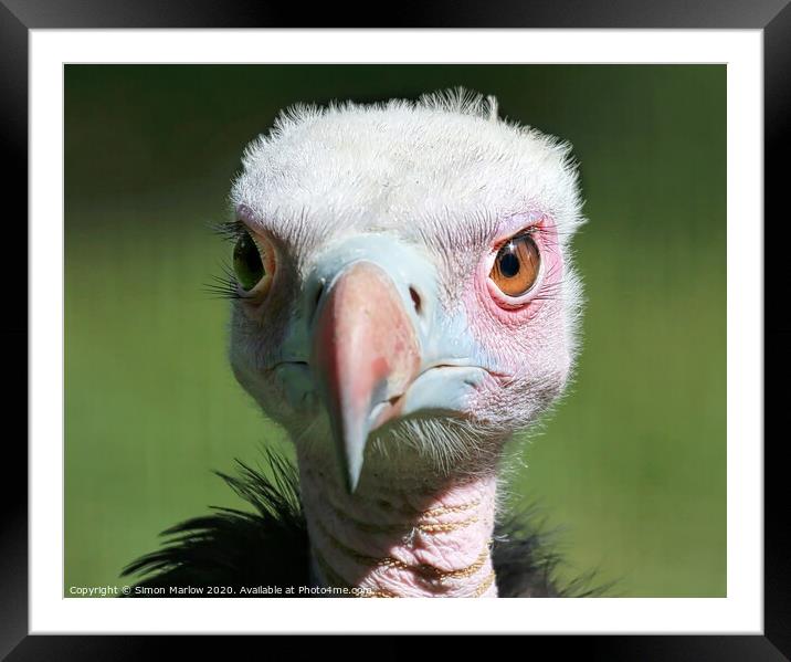 A portrait of a young Vulture Framed Mounted Print by Simon Marlow