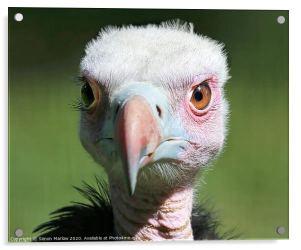 A portrait of a young Vulture Acrylic by Simon Marlow