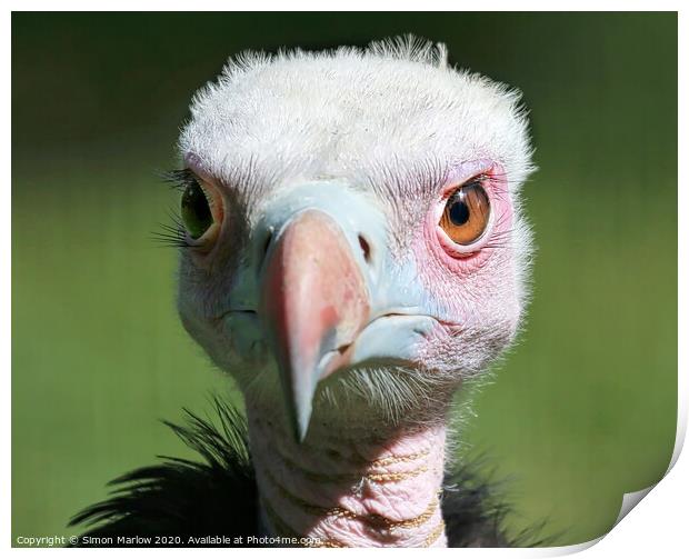 A portrait of a young Vulture Print by Simon Marlow