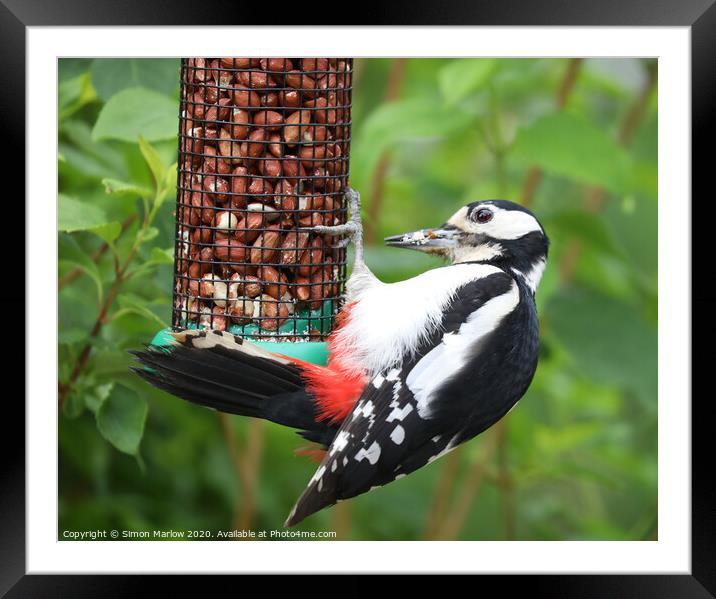 The Majestic Great Spotted Woodpecker Framed Mounted Print by Simon Marlow
