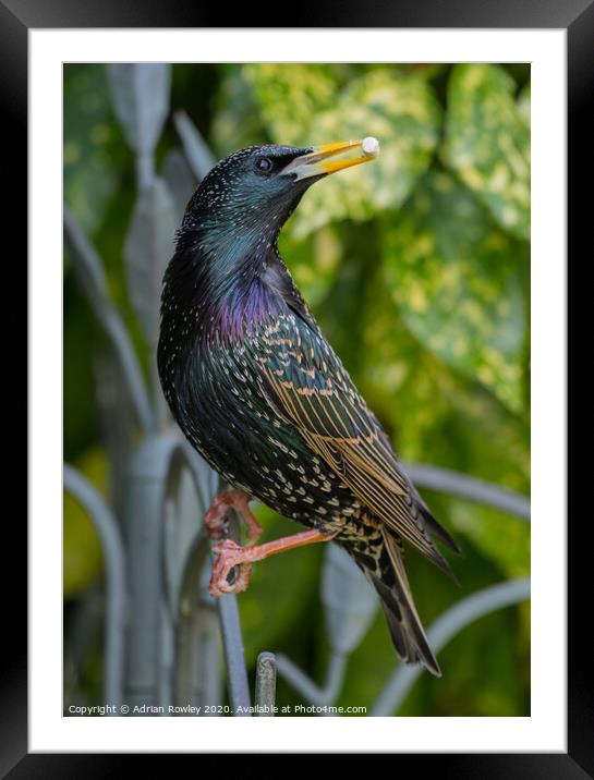 Starling Colours Framed Mounted Print by Adrian Rowley