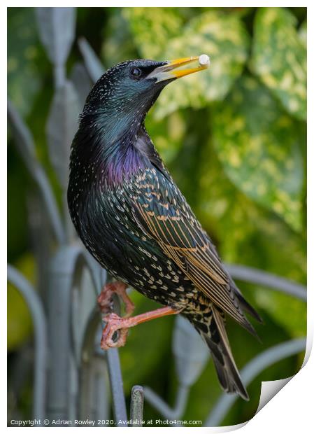 Starling Colours Print by Adrian Rowley