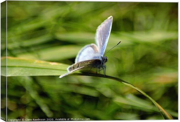 Common Blue Butterfly Canvas Print by Clare Rawlinson