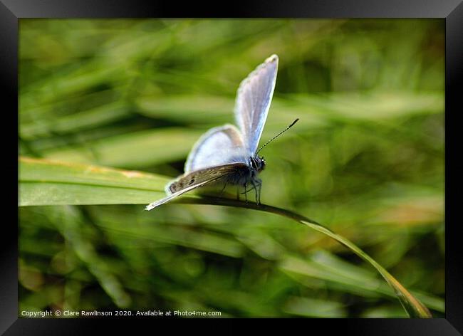 Common Blue Butterfly Framed Print by Clare Rawlinson