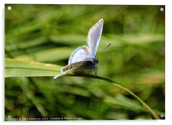 Common Blue Butterfly Acrylic by Clare Rawlinson