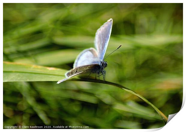 Common Blue Butterfly Print by Clare Rawlinson