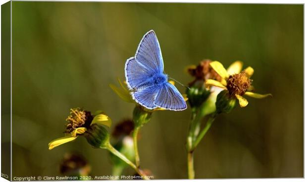 Common Blue Butterfly on yellow flowers Canvas Print by Clare Rawlinson