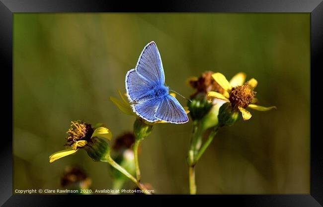 Common Blue Butterfly on yellow flowers Framed Print by Clare Rawlinson
