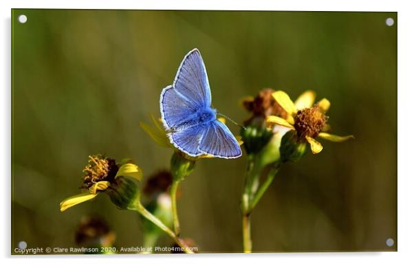 Common Blue Butterfly on yellow flowers Acrylic by Clare Rawlinson