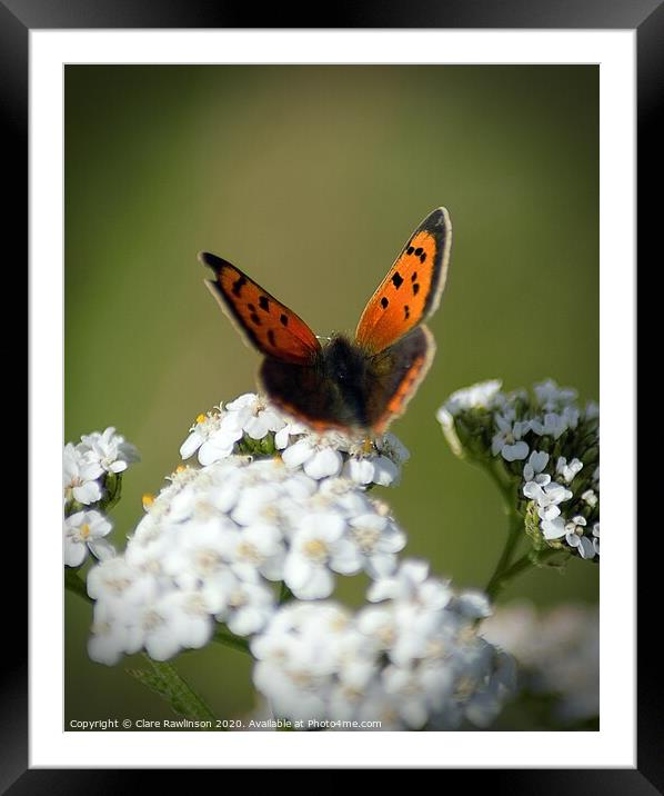 Small Copper butterfly on Cowslip flowers Framed Mounted Print by Clare Rawlinson