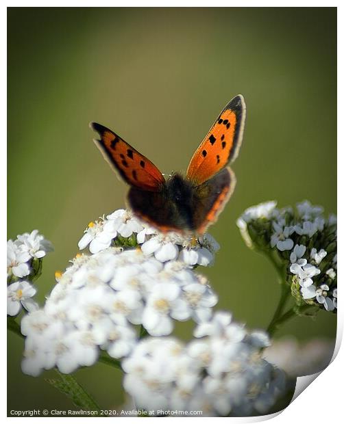 Small Copper butterfly on Cowslip flowers Print by Clare Rawlinson