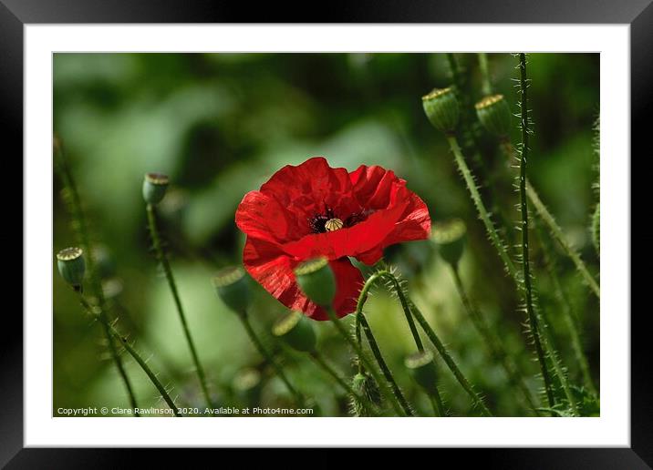 Single Poppy Framed Mounted Print by Clare Rawlinson